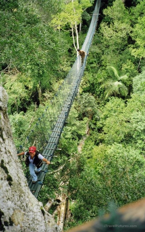 canopy bridge Susanna Taricaya
